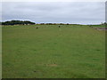 Grazing, Carlaverock Farm in EH33 2NE