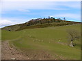 Copse on Gyrn Moelfre in Llansilin Community