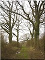 Footpath near Hattingley in GU34 5NJ