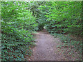 Path into  Crowsheath Wood, Downham in CM11 1JZ