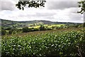 Mid Devon : Countryside Scenery in EX16 8HR