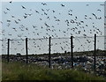 Seagulls over the waste disposal landfill site in PE21 7AA