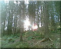 Winter in Chopwell Woods in NE39 2JA