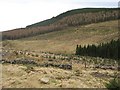 Forest near Glenmarkie Lodge in PH11 8QB