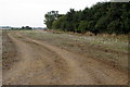 Path to Astwood by a copse in MK16 9JS