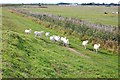 Sheep grazing the seawall by Mill Farm Marshes in CM9 8SS