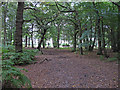 Bridleway in Deerslade Wood, Writtle Forest in CM1 3RB