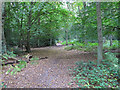 Path in Mill Green Common, Writtle Forest in CM4 0HZ