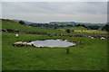 Pond in a field near Greenhills Cottage in Alstonefield