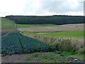 Fields in front of Brownie Wood in DD6 8SG