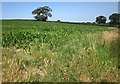 Maize near Lutworthy in EX17 4SW