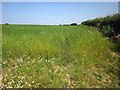 Grass field near Mouseberry in EX17 4SW