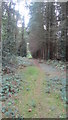 Path through Chale wood leading onto East wood in SO45 1XJ