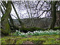 Snowdrops at Knockancurin in IV16 9UU