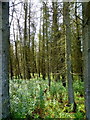 Coniferous forestry in CF44 6LB