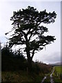 Scots pine near Corriefoulis in IV16 9UX