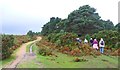Walkers Entering Holmhill Wood in SO42 7QB