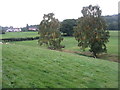 Field and two birches at Brockhollands in GL15 4PN
