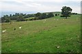 Farmland above Alltwnnog in Caersws Community