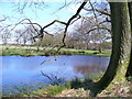 Pond West of Woodside Farm in SO24 0HQ
