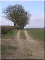 Bridleway and Big Trees in DE6 3DL