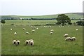 Sheep grazing near Rhyndaston Fawr in SA62 5PT