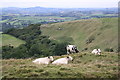 Bullocks on Eggardon Hill in DT6 3ST