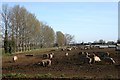 Pig Farm at Mildenhall Fen in IP28 8RN