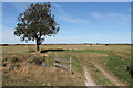 Small bridge and tree, near Thacker Bank in Great Carlton