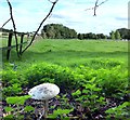 Parasol Mushroom, North Stanmore Farm in RG20 8SR