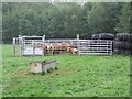 Corralled Cattle in IP28 7JD