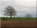 Ploughed field near Ryslaw in TD11 3HX