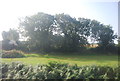 Trees by the railway line in SA70 8LE
