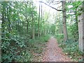 Woodland beside the Shiel Burn in EH24 9DZ