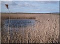 Reed Beds, Bowers Marshes in SS7 5BN