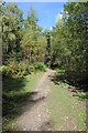 Forest track  near Purples Hill in GL16 7JP