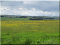 Farmland northeast of Percy's Cross in NE19 1HD