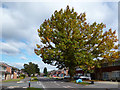 Large Tree on Fairwater Drive in RG5 3RY