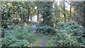 Footpath through East hill copse in SO45 1AL