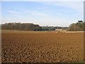 Arable land inside Holkham Hall Park in NR23 1RT