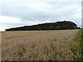 Shelter belt beyond the barley in KY16 8DG