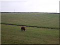 Grazing east of Irnham in Irnham