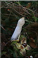 What a beauty: Common Stinkhorn in Snipes Dales Country Park in PE23 4JB