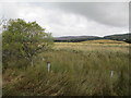 Grassland near Moy Mains in IV13 7YG