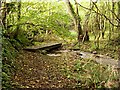 Footpath through Valley-bottom Woodland in PL11 3BY