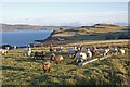 Ryeland sheep at Borreraig in IV55 8ZY