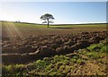 Tree in field near Connemara Farm in PL12 5AP