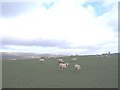 Sheep in Little Scotland in BL6 5JY
