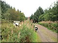 Border Collies at the entrance to Auchencairn Forest in DG3 5HL