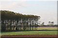 Poplars by the footpath in Grainsby Park in DN36 5PT